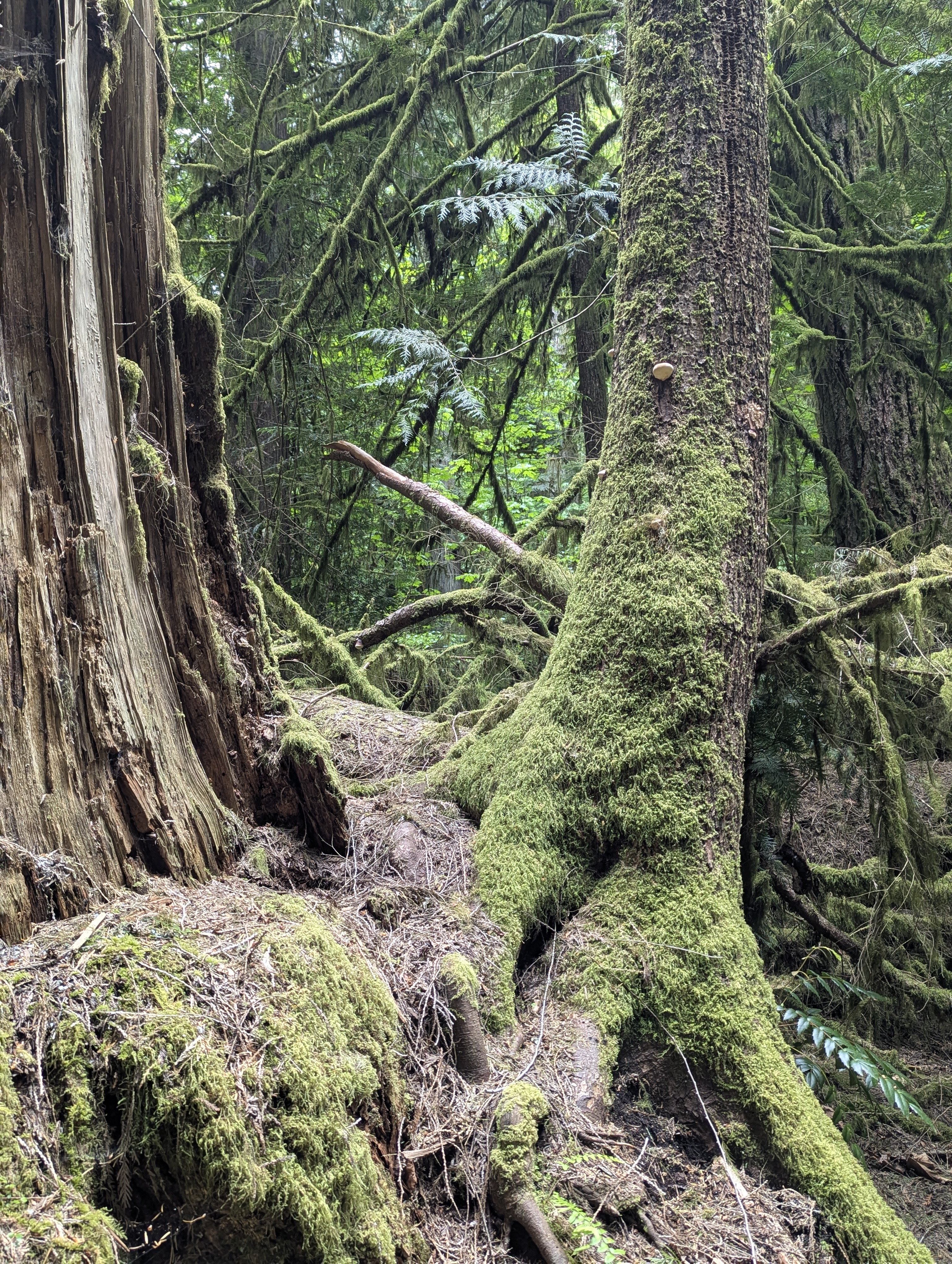 Birthday Trip to Canada, Cathedral Grove, Vancouver Island